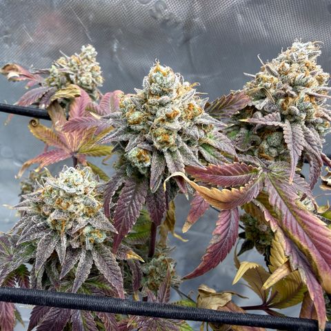 Banana Blast growlog photo: Getting some amber but not quite where we want it yet. Maybe 3-5 days left. 