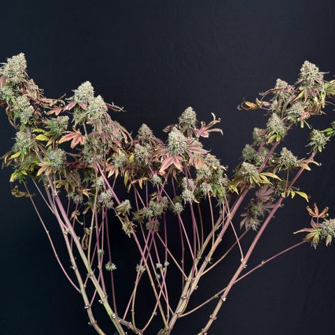 Banana Blast growlog timeline photo