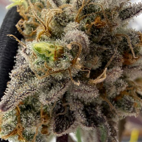 Banana Blast growlog timeline photo