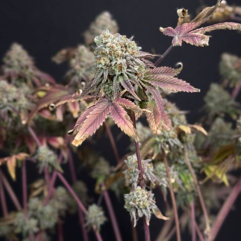 Banana Blast growlog timeline photo