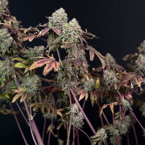 Banana Blast growlog timeline photo