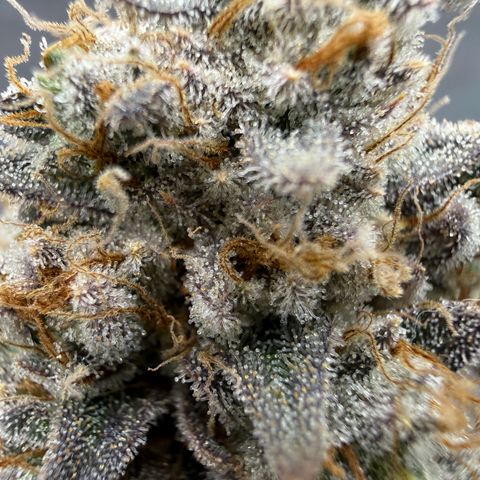 Banana Blast growlog timeline photo