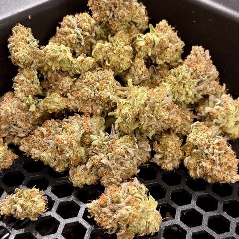 Banana Blast growlog photo: 107g all premium, no larf, minimal trim. Not a bad haul for a plant that was neglected. 