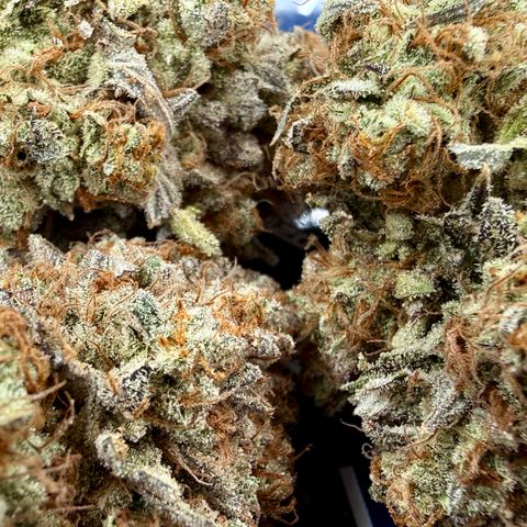 Banana Blast growlog photo: 107g all premium, no larf, minimal trim. Not a bad haul for a plant that was neglected. 