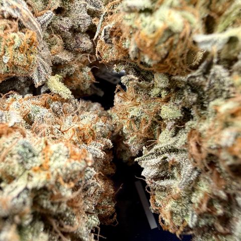 Banana Blast growlog photo: 107g all premium, no larf, minimal trim. Not a bad haul for a plant that was neglected. 