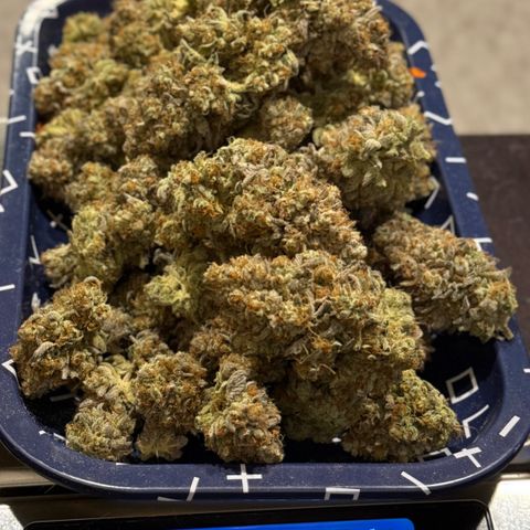 Banana Blast growlog photo: 107g all premium, no larf, minimal trim. Not a bad haul for a plant that was neglected. 