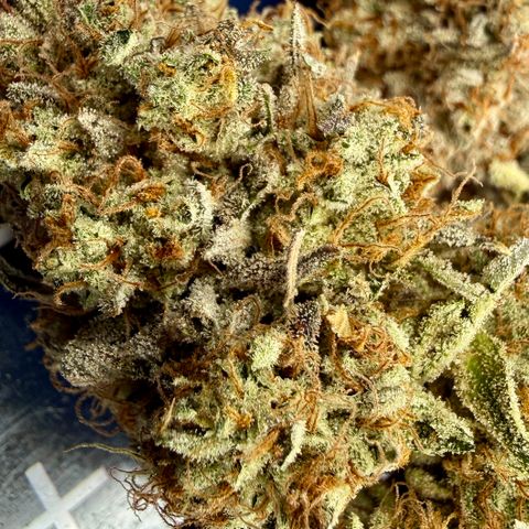 Banana Blast growlog photo: 107g all premium, no larf, minimal trim. Not a bad haul for a plant that was neglected. 