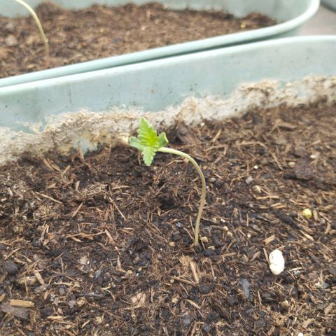 #2 Shogun growlog timeline photo