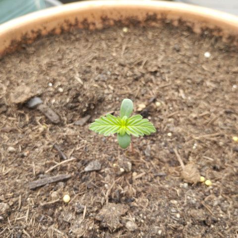 #1 Royal creamatic  growlog timeline photo