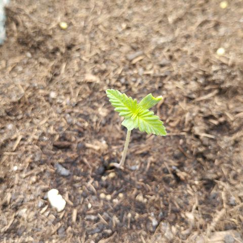 #2 Shogun growlog timeline photo
