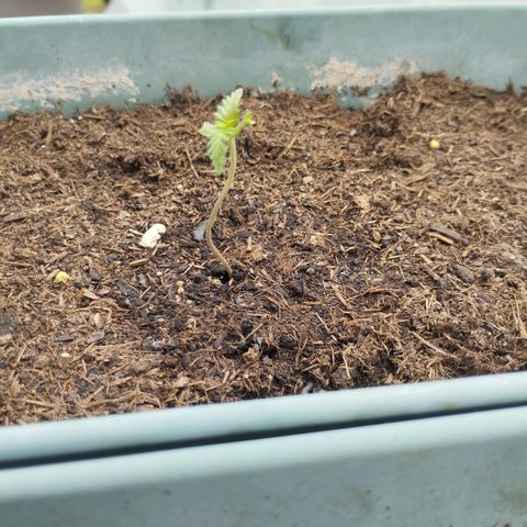 #2 Shogun growlog timeline photo