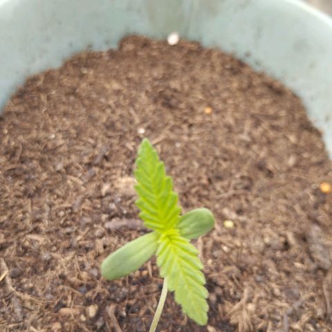 #3 Shogun growlog timeline photo