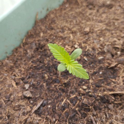 #4 Shogun growlog timeline photo