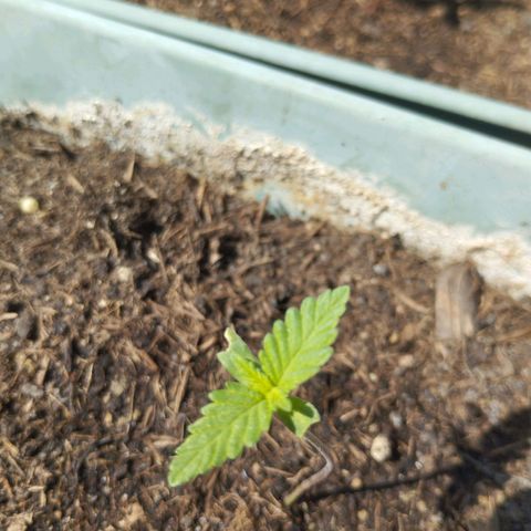 #2 Shogun growlog timeline photo