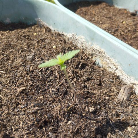 #2 Shogun growlog timeline photo