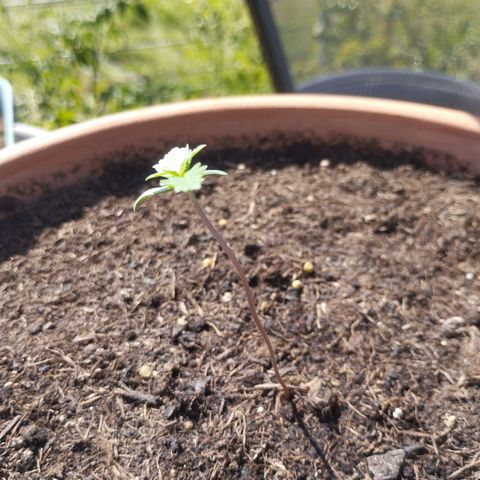 #1 Royal creamatic  growlog timeline photo