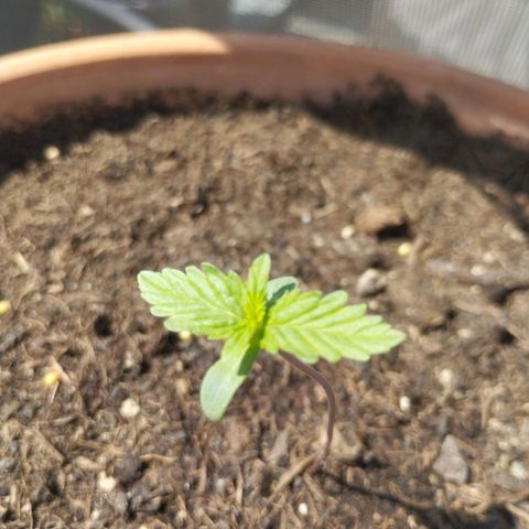 #1 Royal creamatic  growlog timeline photo