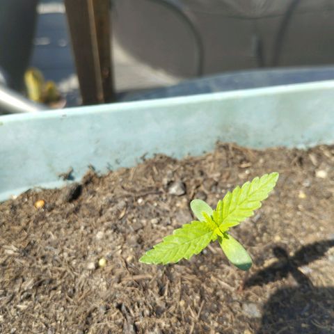 #3 Shogun growlog timeline photo