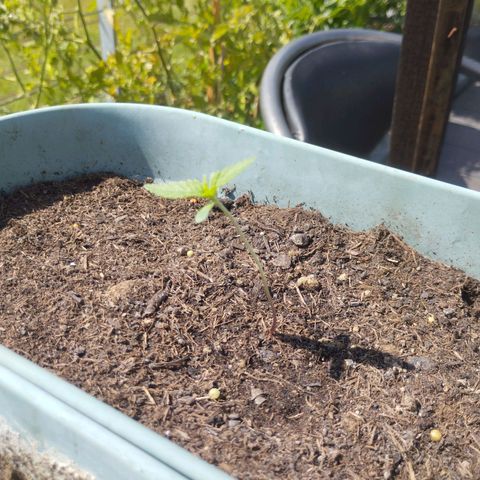 #3 Shogun growlog timeline photo