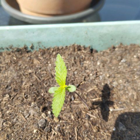 #4 Shogun growlog timeline photo