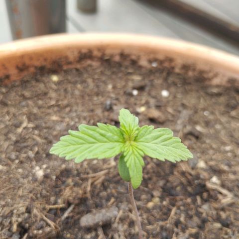 #1 Royal creamatic  growlog timeline photo