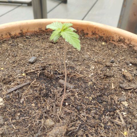 #1 Royal creamatic  growlog timeline photo