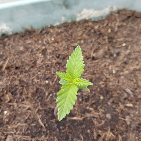 #2 Shogun growlog timeline photo