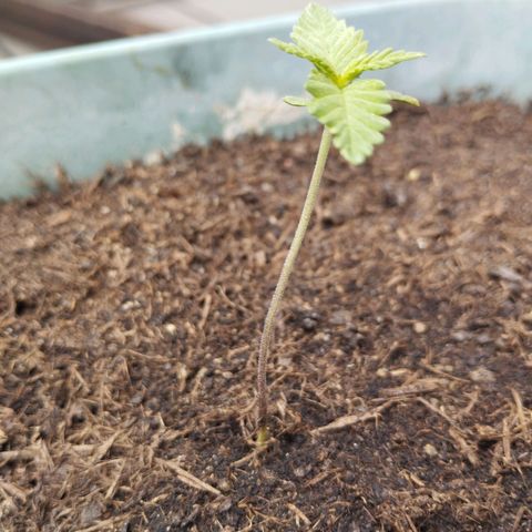 #2 Shogun growlog timeline photo