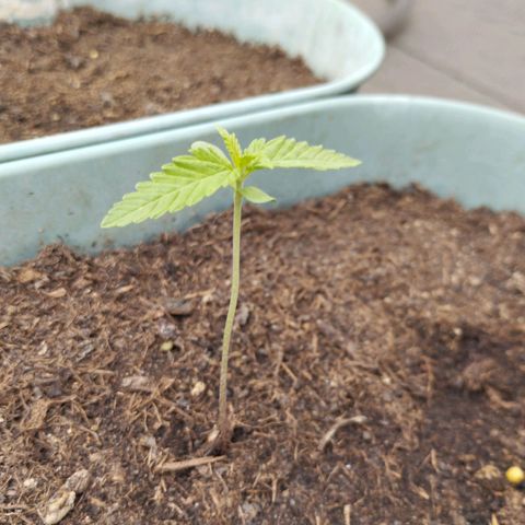 #3 Shogun growlog timeline photo