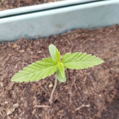 #3 Shogun growlog timeline photo