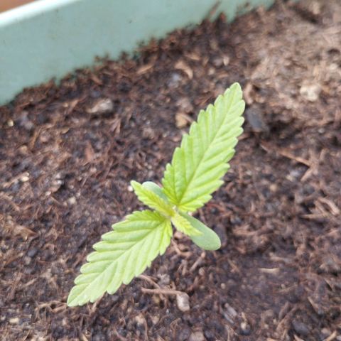 #4 Shogun growlog timeline photo