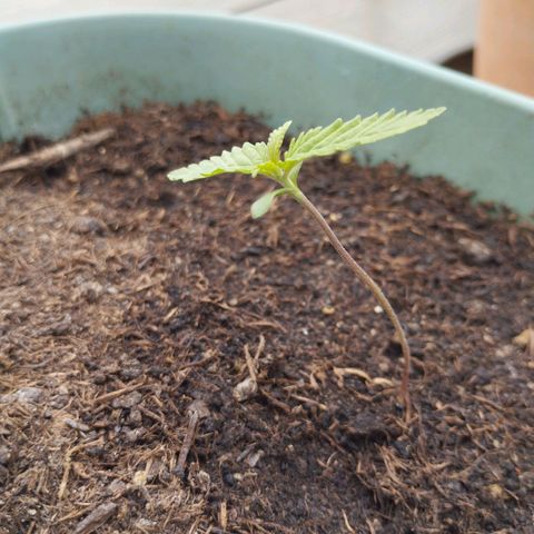 #4 Shogun growlog timeline photo