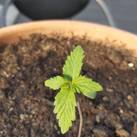 #1 Royal creamatic  growlog timeline photo