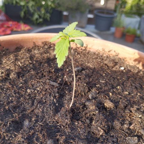 #1 Royal creamatic  growlog timeline photo