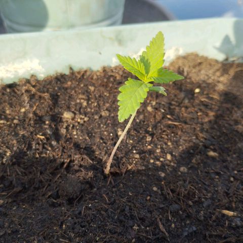 #2 Shogun growlog timeline photo