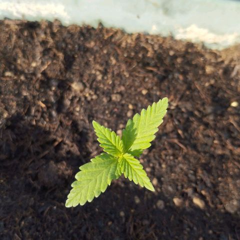 #2 Shogun growlog timeline photo