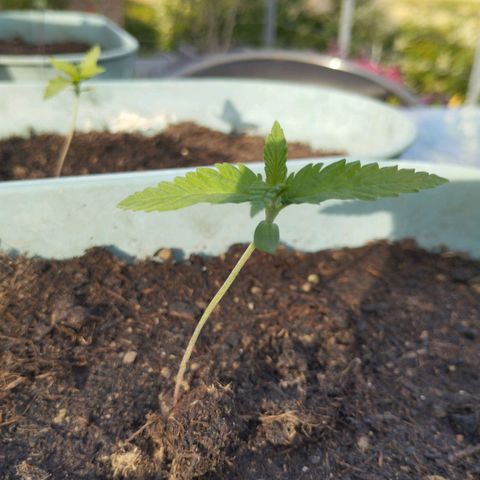 #3 Shogun growlog timeline photo