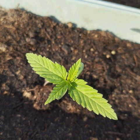 #3 Shogun growlog timeline photo