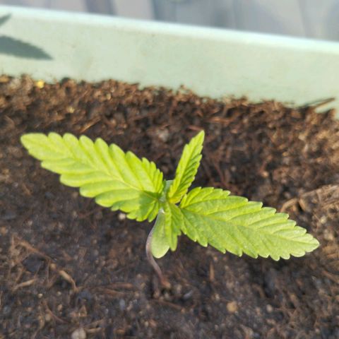 #4 Shogun growlog timeline photo
