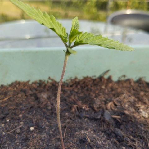 #4 Shogun growlog timeline photo