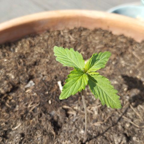 #1 Royal creamatic  growlog timeline photo