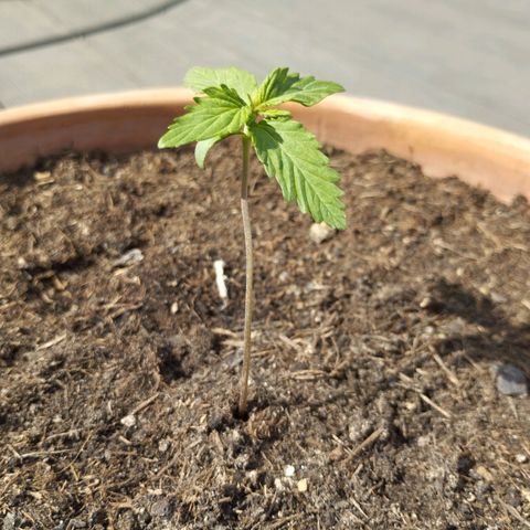 #1 Royal creamatic  growlog timeline photo