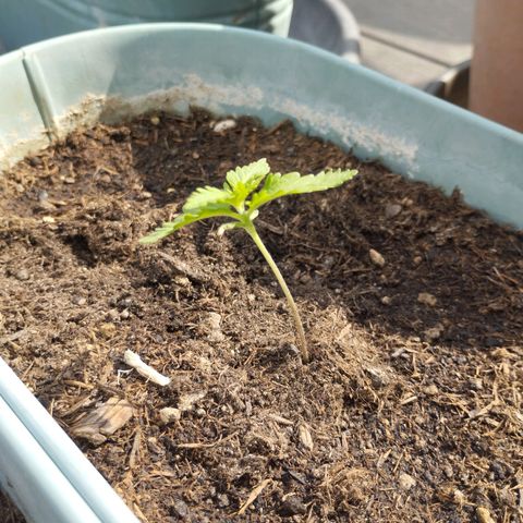 #2 Shogun growlog timeline photo
