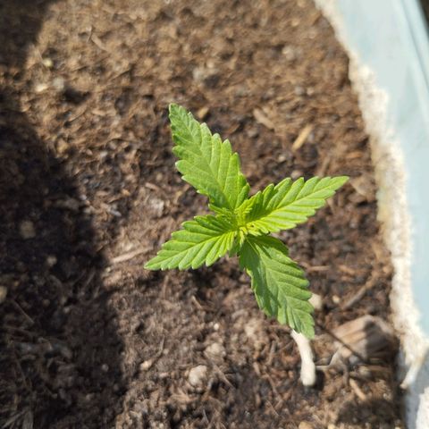 #2 Shogun growlog timeline photo