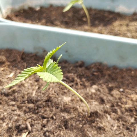 #3 Shogun growlog timeline photo