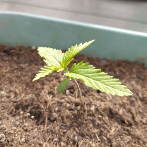 #4 Shogun growlog timeline photo