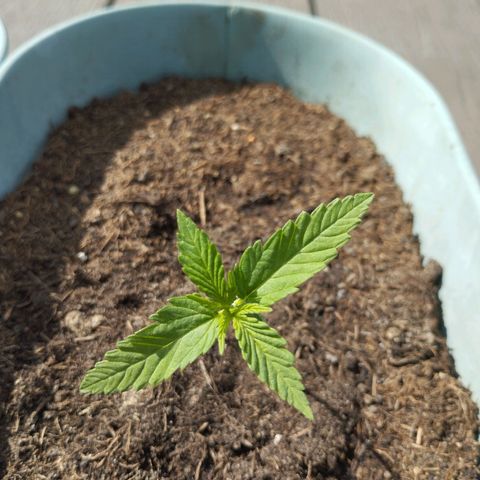 #3 Shogun growlog timeline photo