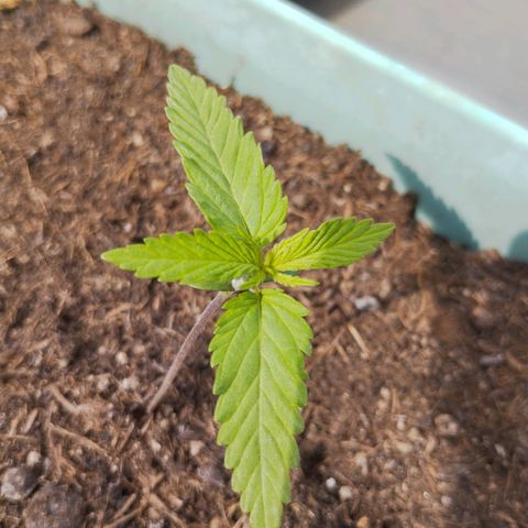 #4 Shogun growlog timeline photo
