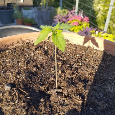 #1 Royal creamatic  growlog timeline photo