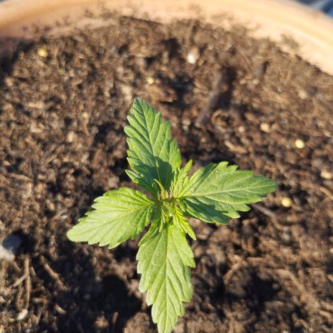 #1 Royal creamatic  growlog timeline photo